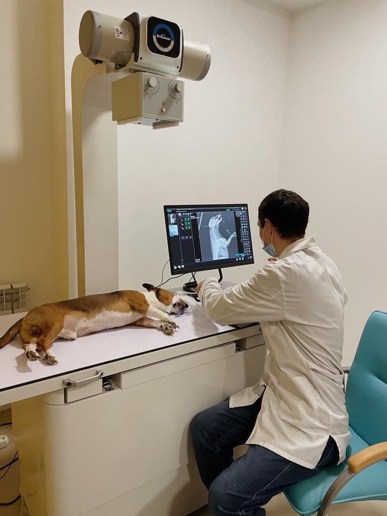 Рентген для животных
